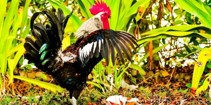 Can Roosters Fly