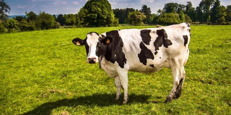Does Cow Tipping Kill Cows? Illegal Status Cow-Tipping
