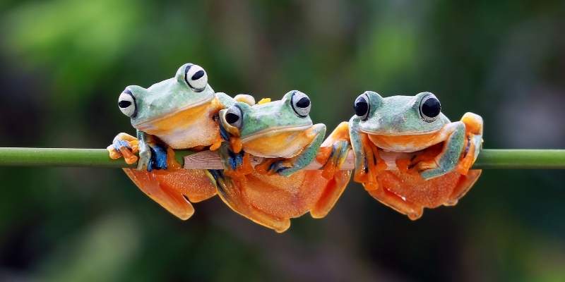 Do Ducks Eat Frogs