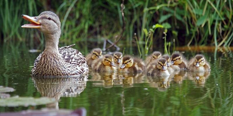 Do Ducks Have Tongues