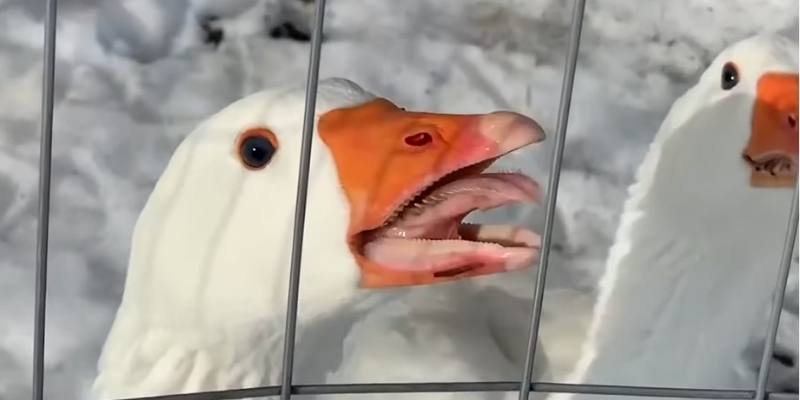 Do Geese Have Teeth