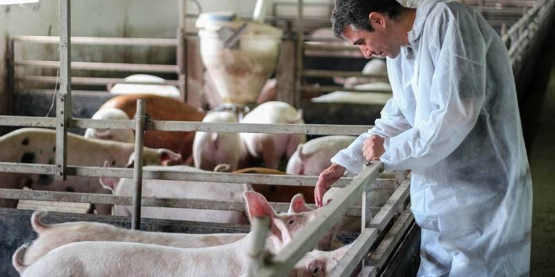 Do Pigs Eat Humans