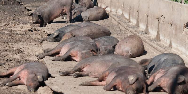 Do Pigs Get Sunburned