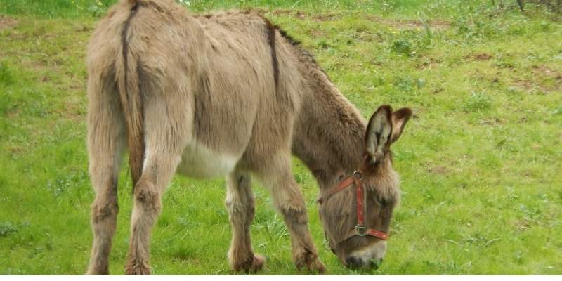 How Much Does A Donkey Cost?