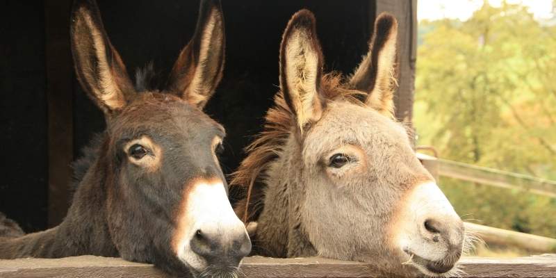 Donkey Names