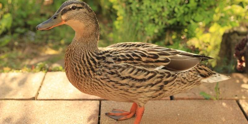 Ducks-Have-Tongues