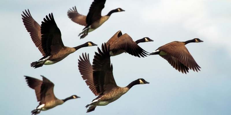 Goose vs Geese
