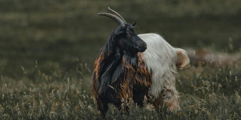 Kaghani Goat