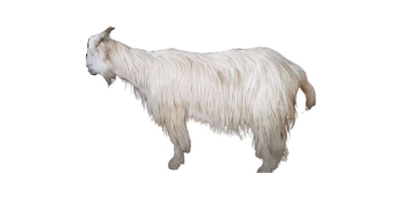 Kaghani