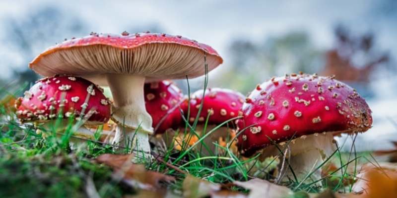 Mushrooms