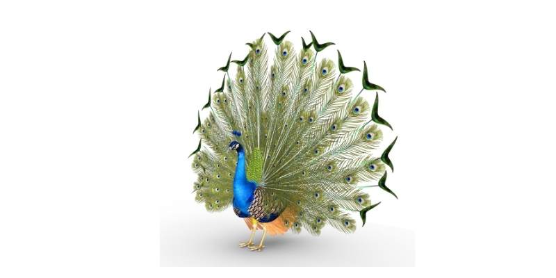 Peacocks-Spread-Their-Feathers
