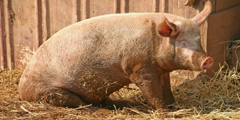 Pigs-Get-Sunburned