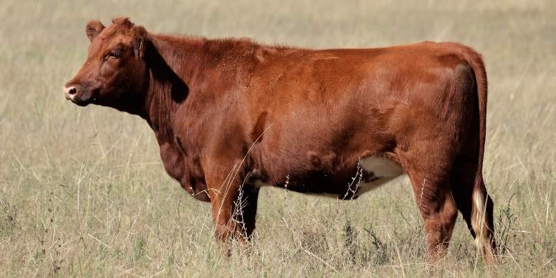 Red-Angus