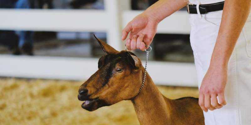 Rent A Goat