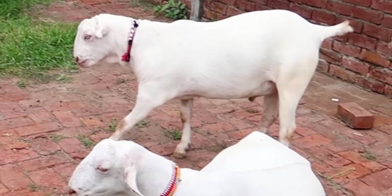 Teddy Goat Breed