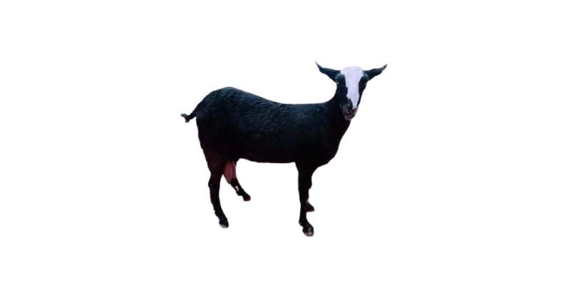 Teddy-goat