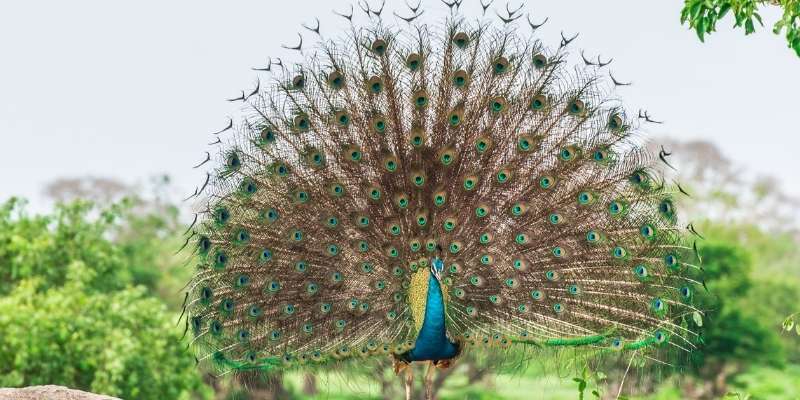Why Do Peacocks Spread Their Feathers