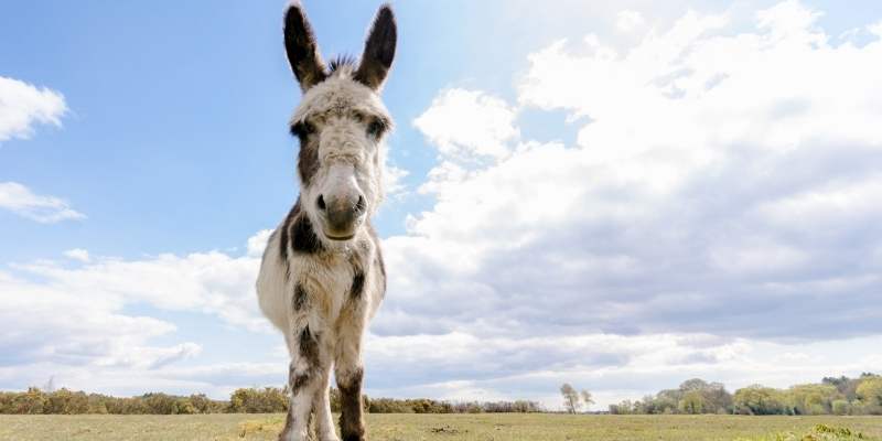 baby-donkey