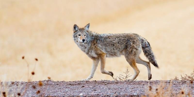 pig-vs-coyote
