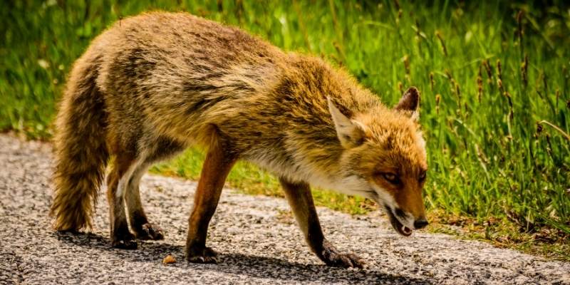 pig-vs-fox