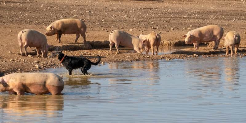 dog-vs-pig