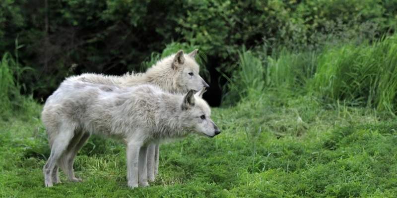pig-vs-wolves