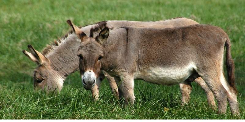 donkey-price