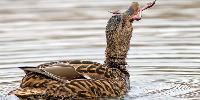 ducks-eat-frog