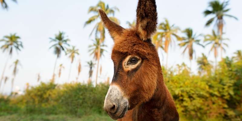 female-donkey