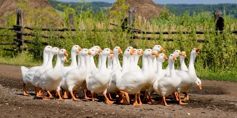 geese