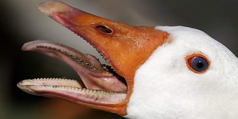 geese-teeth