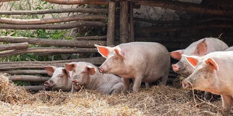Do Pigs Eat Humans? Attack Behavior pig-humans