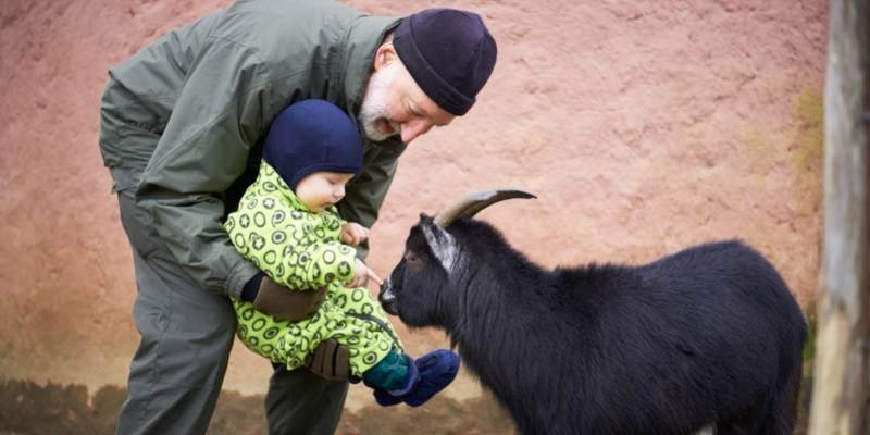 renting-a-goat