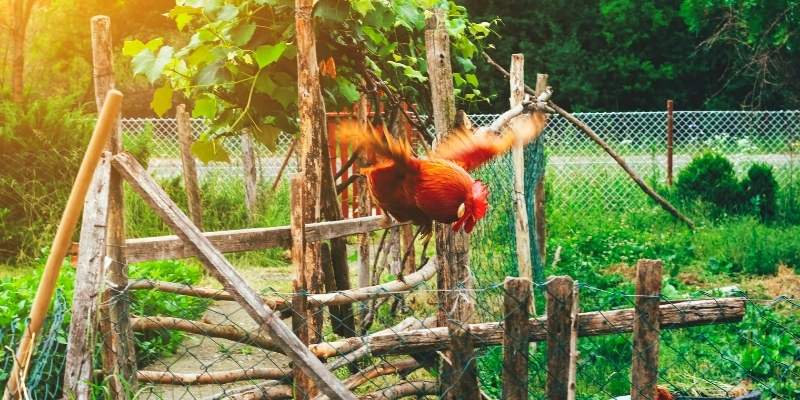 rooster-fly