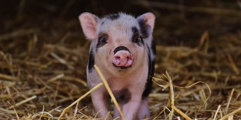Are Pigs Herbivores