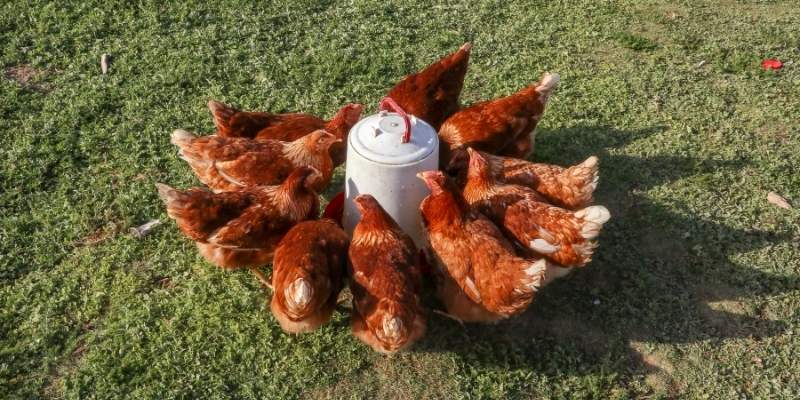 Best Heated Chicken Waterer