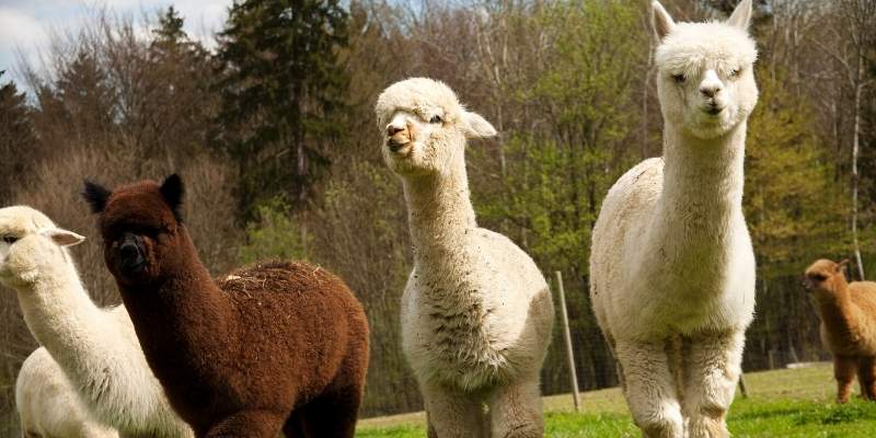 Best Shear For Alpacas