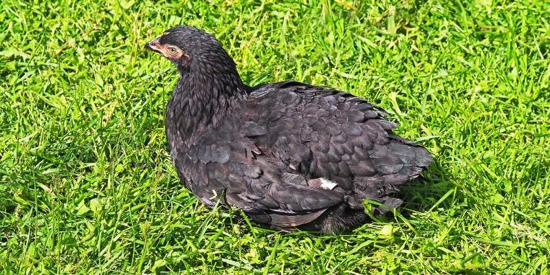 Black Chicken Names