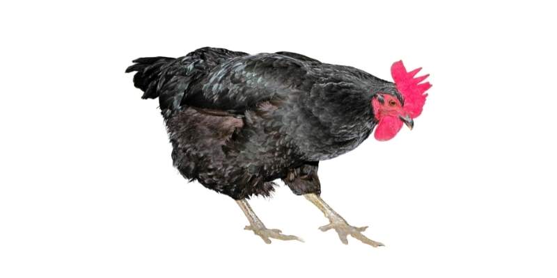 Black Chicken