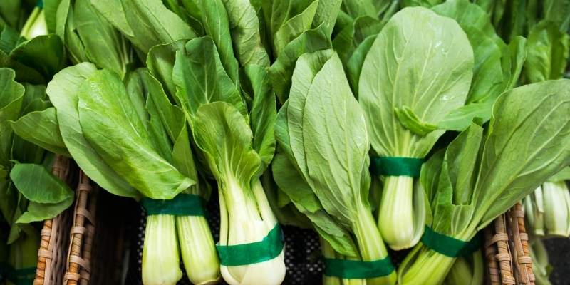 Can Rabbits Eat Bok Choy
