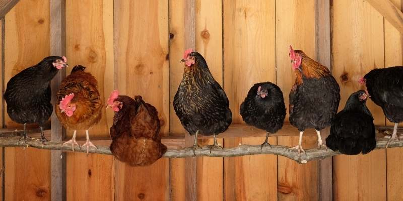 Chickens Per Coop