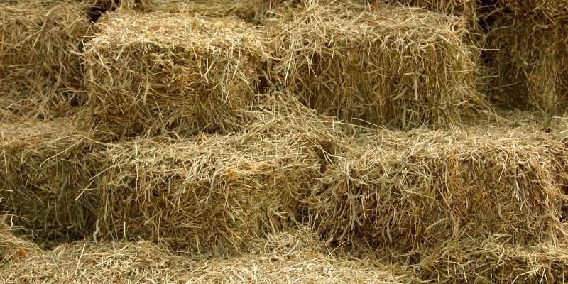Do Cows Eat Hay