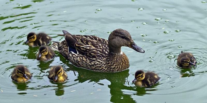 Do Ducks Have Feathers