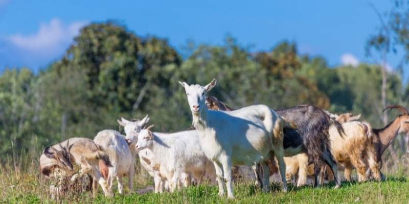 Goats Per Acre