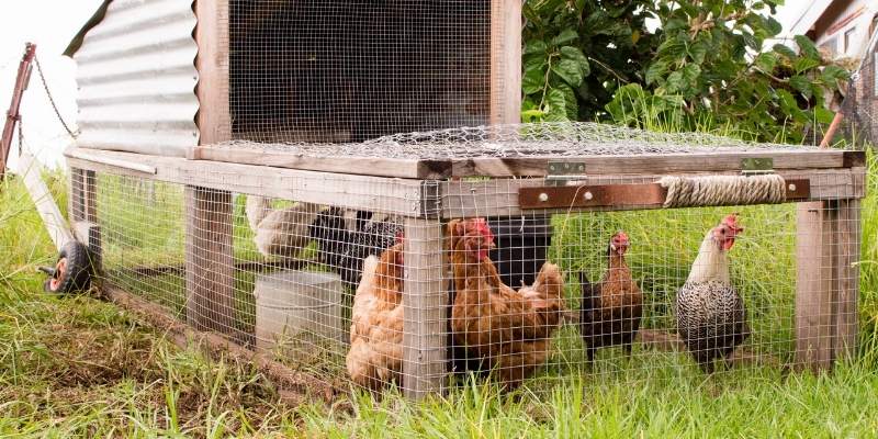 How Many Chickens Per Coop