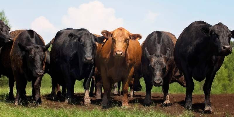 How Many Cows Are In The World