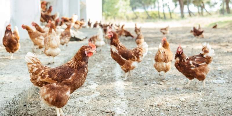 How Many Square Feet Per Chicken