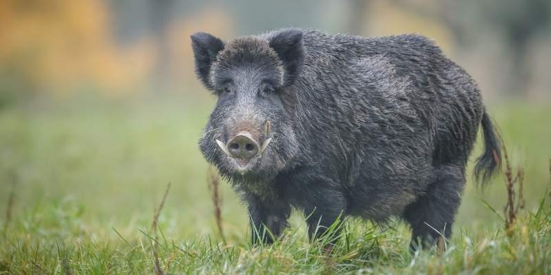 Pigs vs Boars