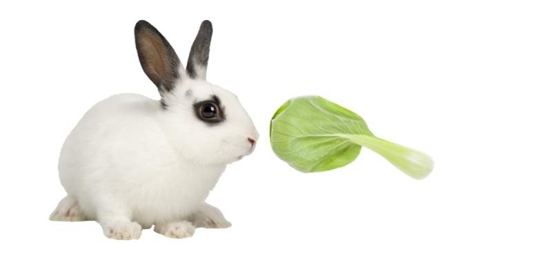 Can Rabbits Eat Bok Choy? Rabbits-Eat-Bok-Choy