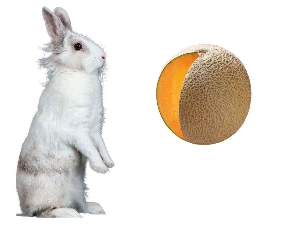 Can Rabbits Eat Cantaloupe? Health Benefits Rabbits-Eat-Cantaloupe